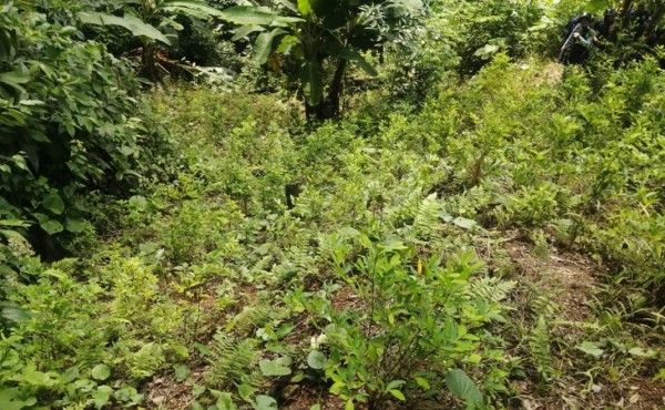 Ubican una hectárea de arbusto de coca en aldea de Colón